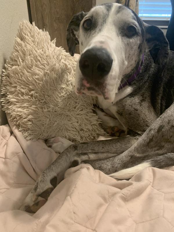 Good for all fur babies