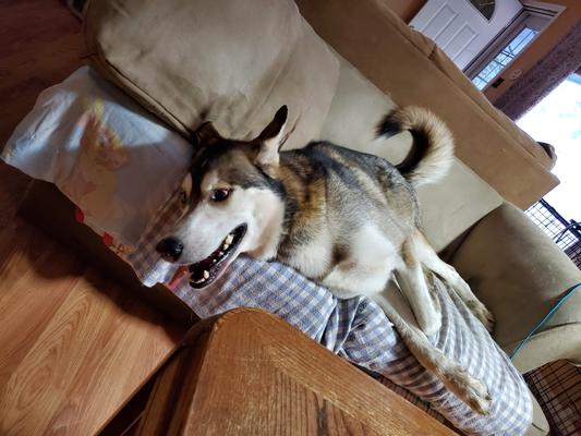 Chief in his glory