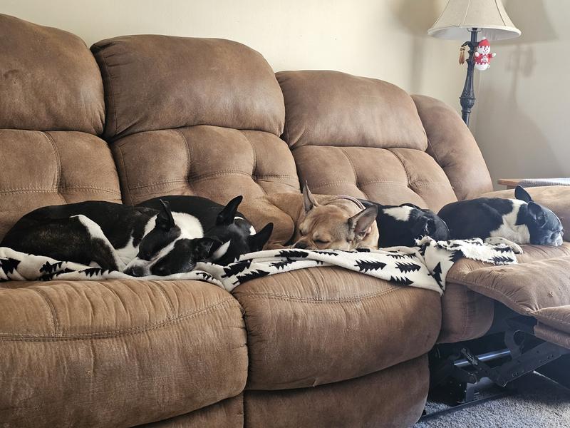 Sleeping after having yummy Beneful Infusions!