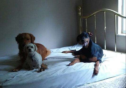 Lilly, Max, Lexi