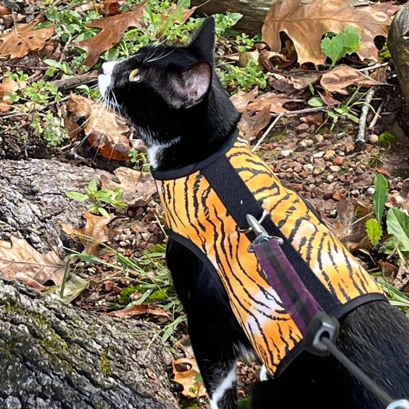 A Review of the Kitty Holster Harness: Secure on the Go - Cats Going Places