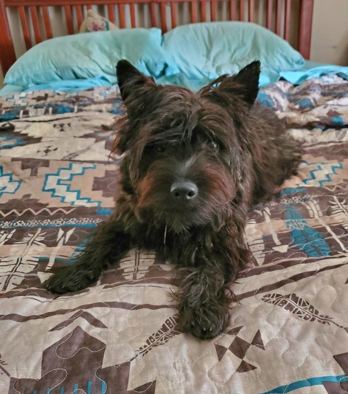 Being a terrier, she needs constant training treats!