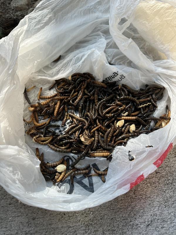 These are the dead indicating worms. They smelled so bad.