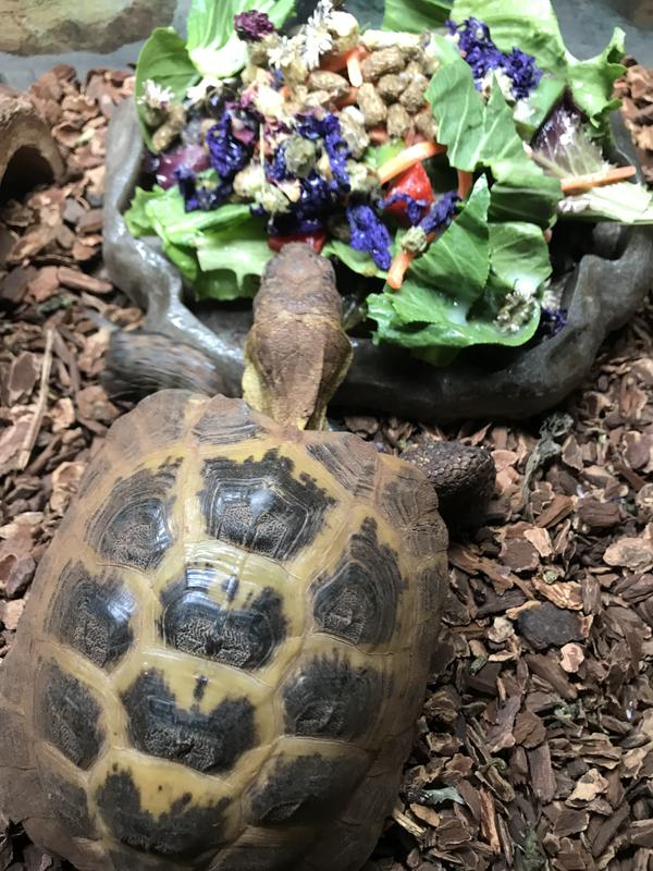 Paint scuffs and screws that stick out are safety issue and had to be modified but he enjoyed the new digs!