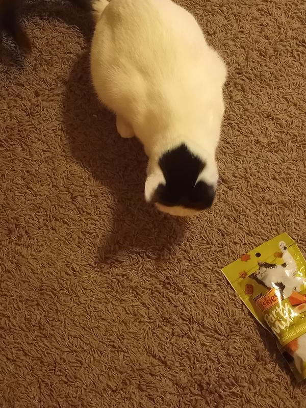 Morning munch cat on sale treats