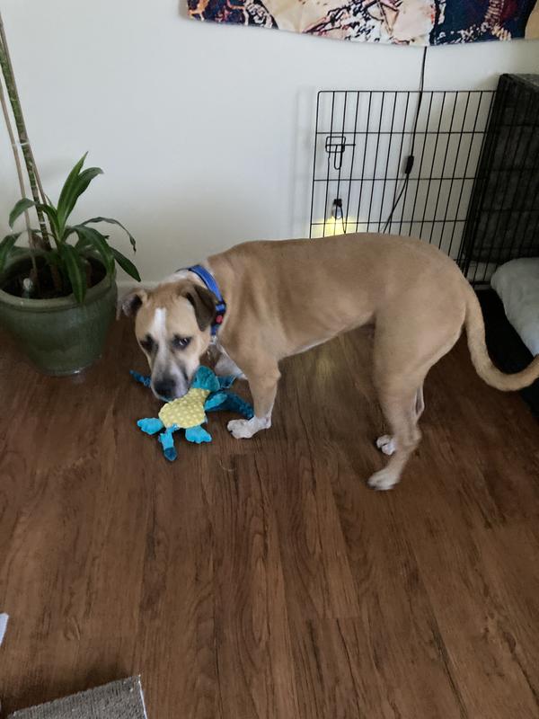 My Dude is 75lbs usually kills the squeaky but it STILL SQUEAKS!