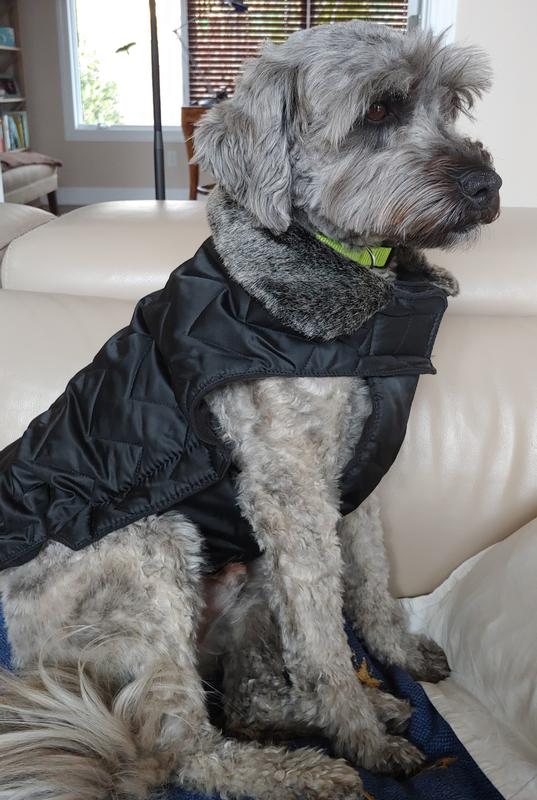 Handsome in his new coat!