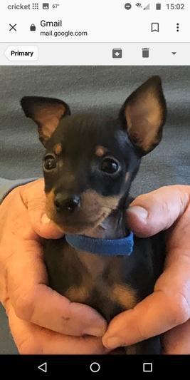 New baby coming at Thanksgiving, Bumble (toy Manchester terrier)