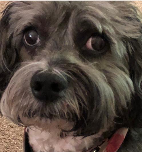 Chicken Soup for the Soul Crunchy Bites Peanut Butter Dog Treats