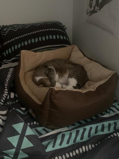 K&H Pet Products Thermo-Pet Cuddle Cushion Indoor Heated Bolster Cat & Dog Bed, Mocha