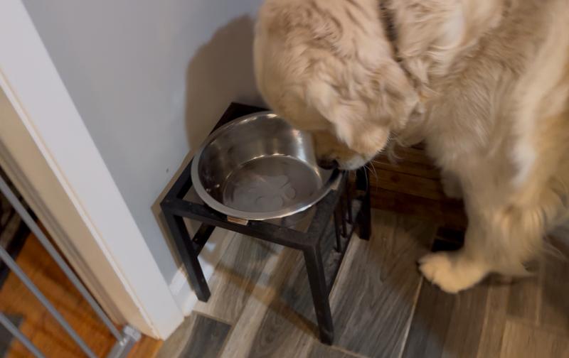 Jazer licks the bowl when he finishes eating the can of Eukanua.