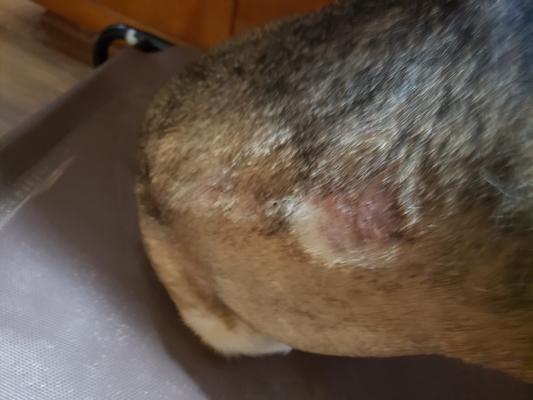 Before using the conditioner