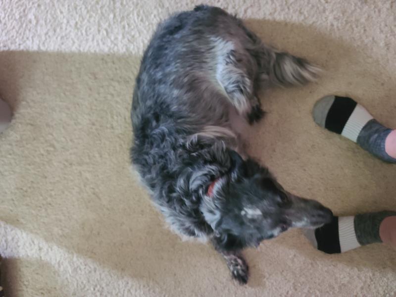 Item delivered maroon pink