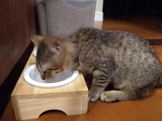 FRISCO Double Elevated Cat Bowl with Wood Stand, 0.5 cup 