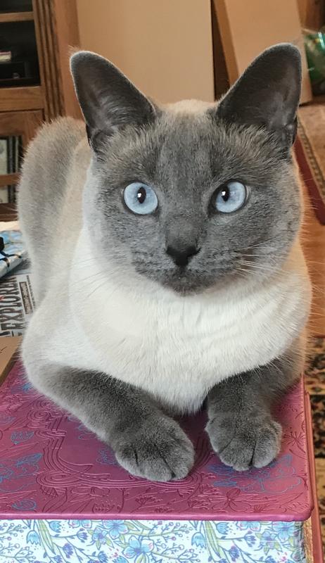 Miss Cutie