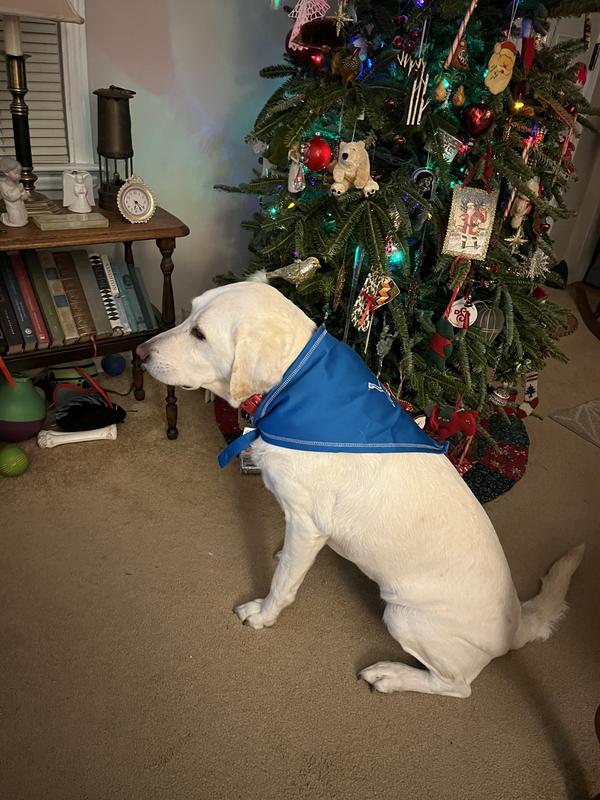 Denali cheering on the Detroit Lions