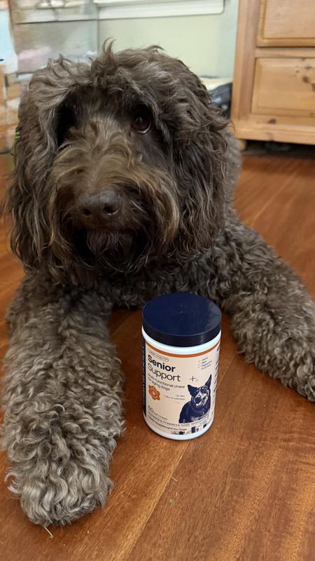 Dude LOVES his Senior Chews!