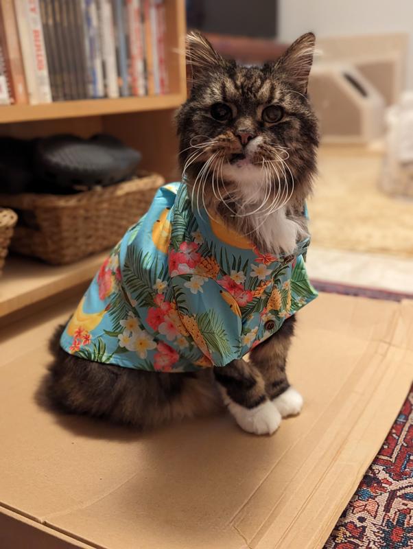 Chewy hotsell hawaiian shirt