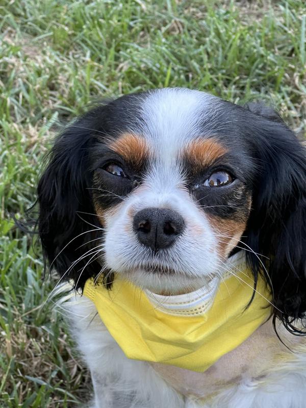 Dolly is a Farmina Vet Life fan!!