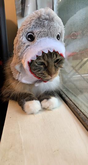 shark costume for cats