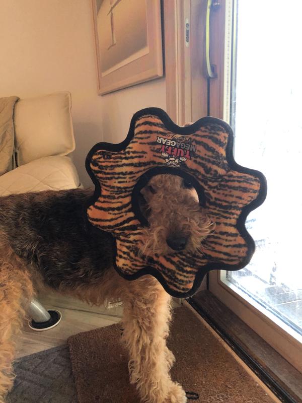 AG Waiting to go outside with her flower ring toy
