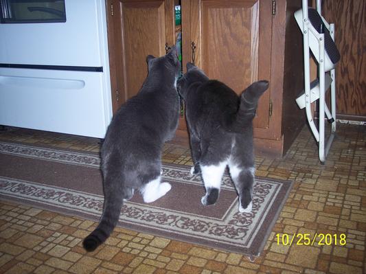 Conner & Wallace raiding the cat food cabinet