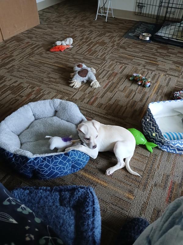 He had no idea, toys for puppies!