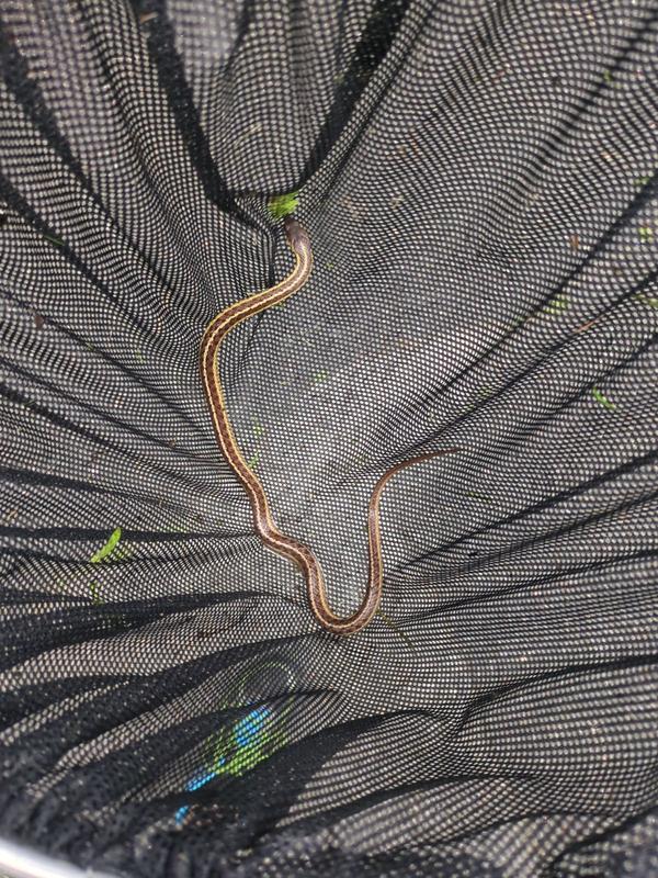 Bought for herping and it worms great, very sturdy