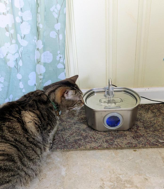 Matz loves his new fountain.
