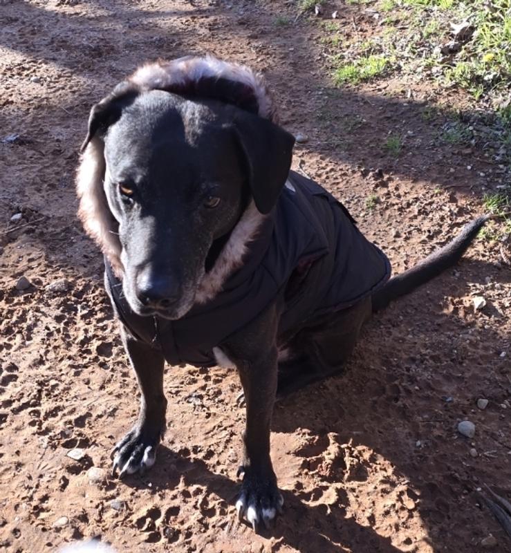 Vetnique Labs YuMOVE Mobility Hip & Joint Care Chewable Tablet Supplement for Adult Dogs