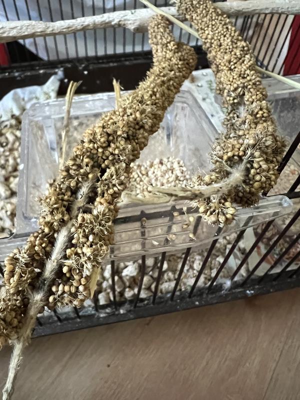 HIGGINS Spray Millet Bird Treats, 5lb bag