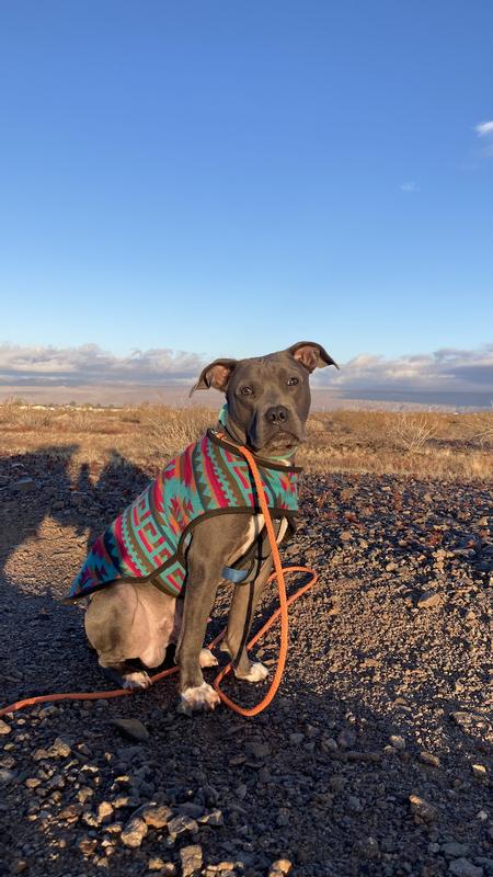 Desert dog dawns his desert rose sweater amidst AZ morning landscape.