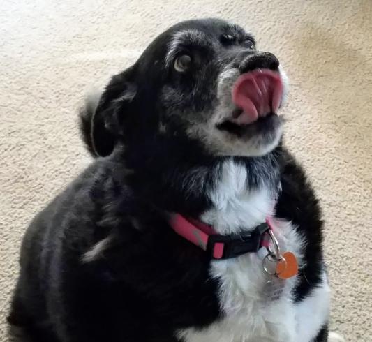 In Memory of Oreo