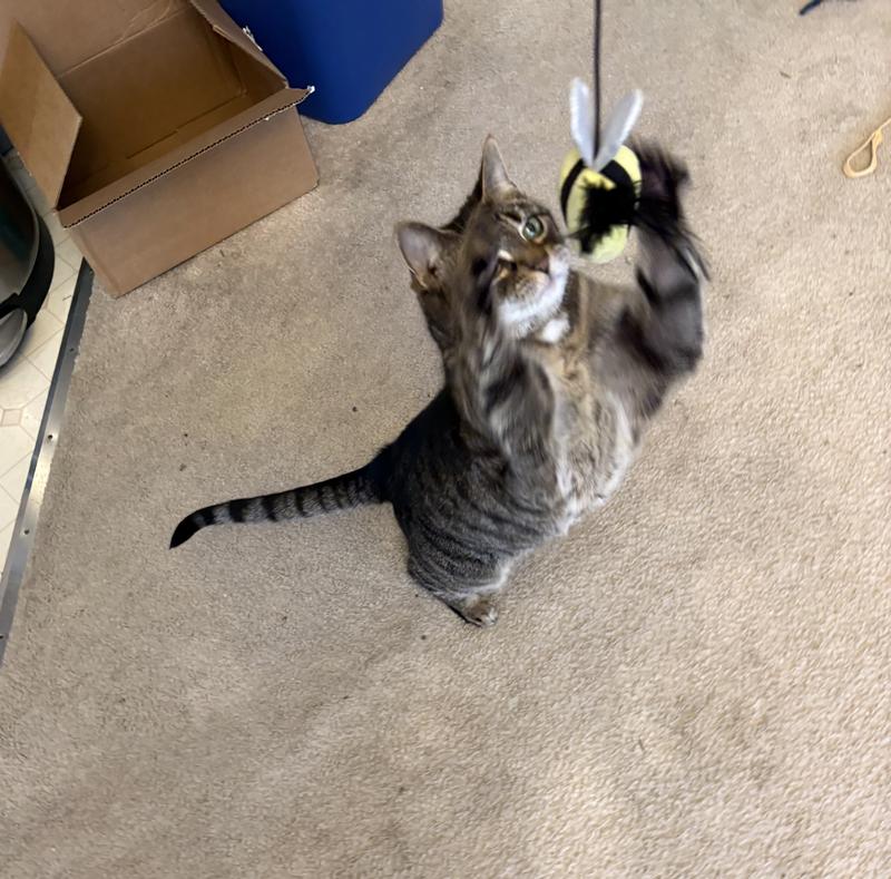 Older cat is a fan, too