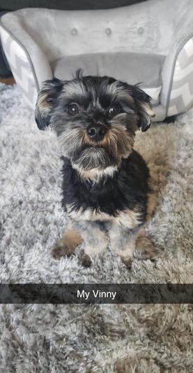 Vinny, The Wonderdog!