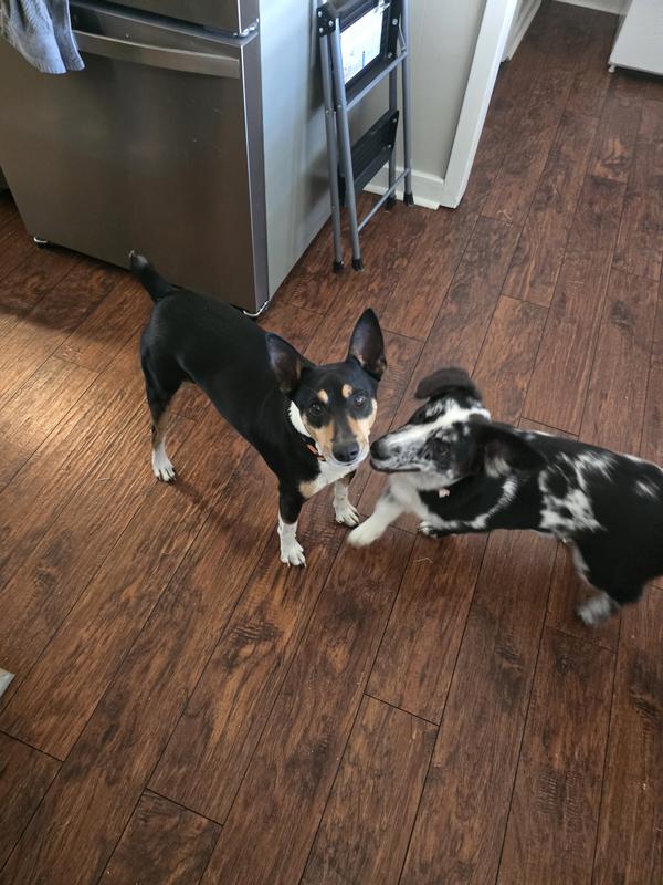 Lola my cowboy corgi