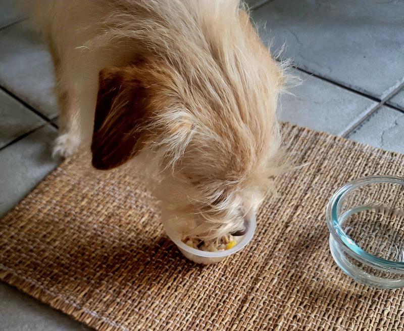 Justin liked the soft food and licked the bowl clean.