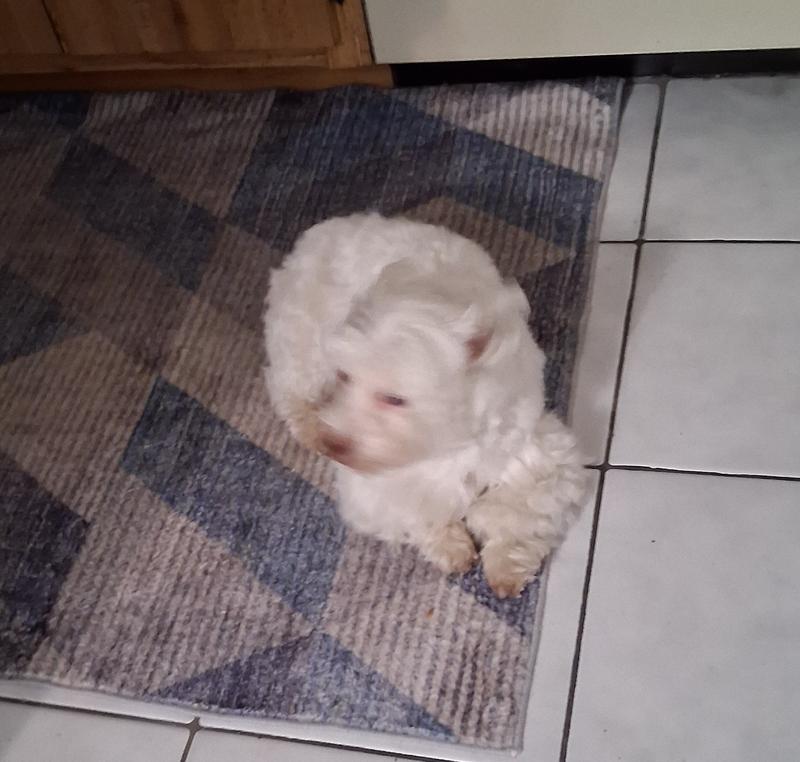 Waiting patiently for dinner.