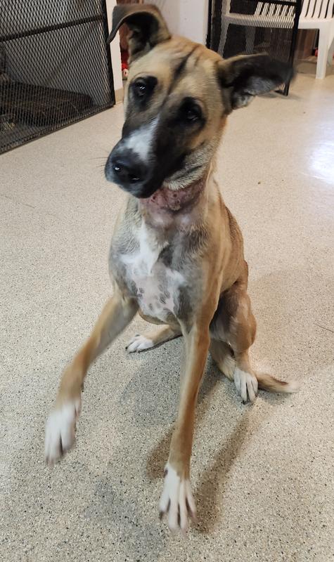 Waiting for their nom noms. 1st 2 are mine. Great dane mix is shelter pup. All loved them.