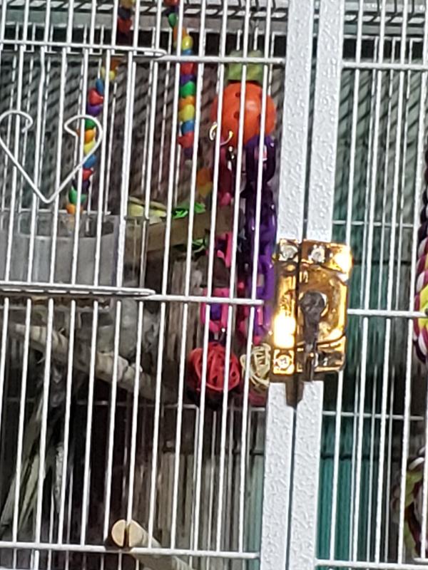 Alice lives her new toys & cage