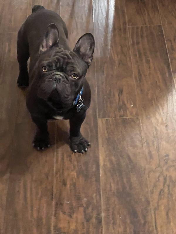 This is my baby Louie