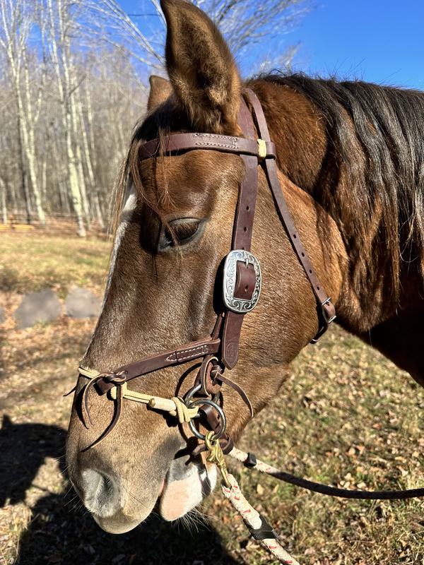 Absolutely love the Justin Dunn Bitless Bridle.