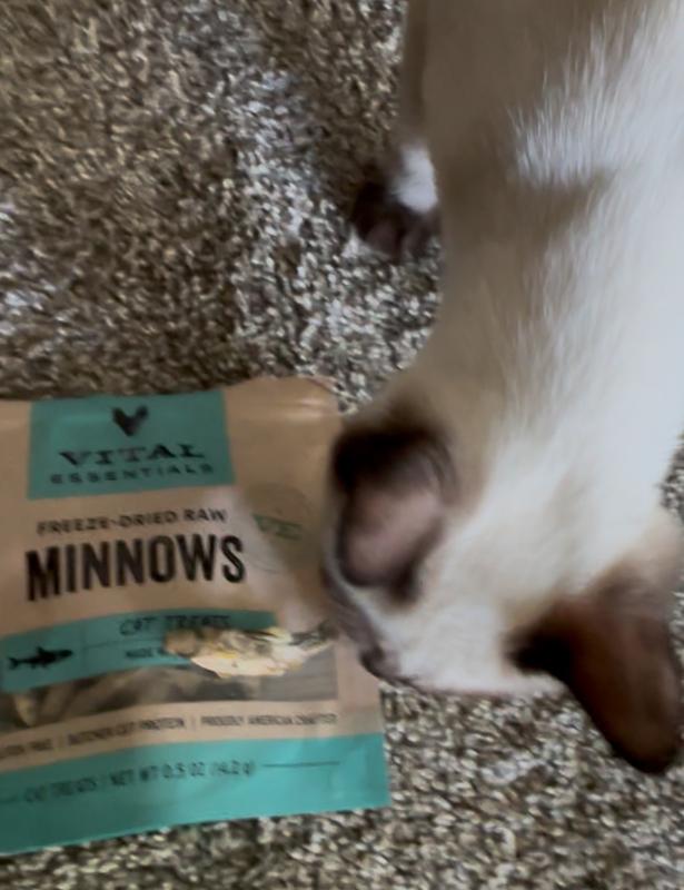 Vital Essentials Salmon Bites Freeze-Dried Raw Cat Treats