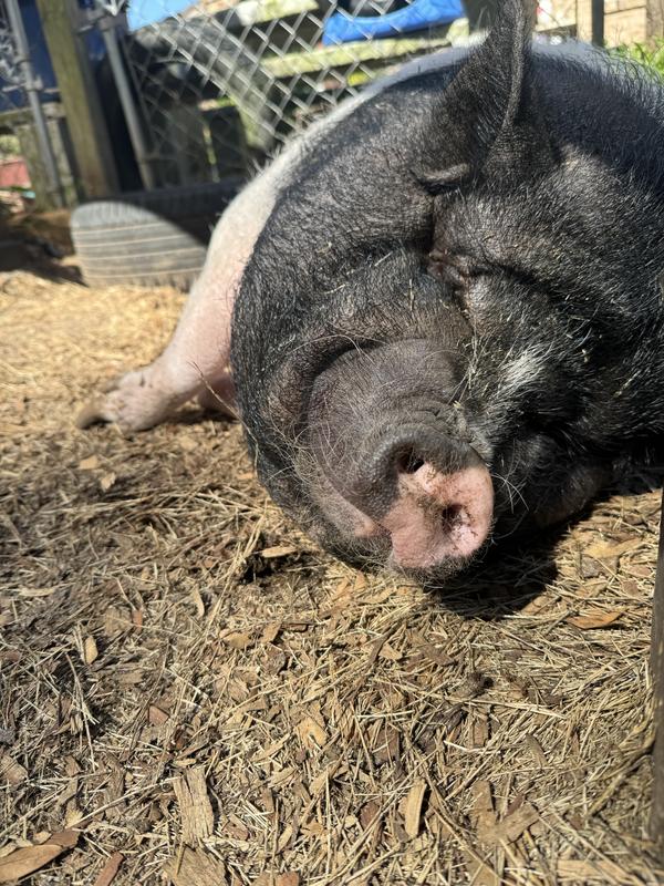 Hoggie after eating her feed