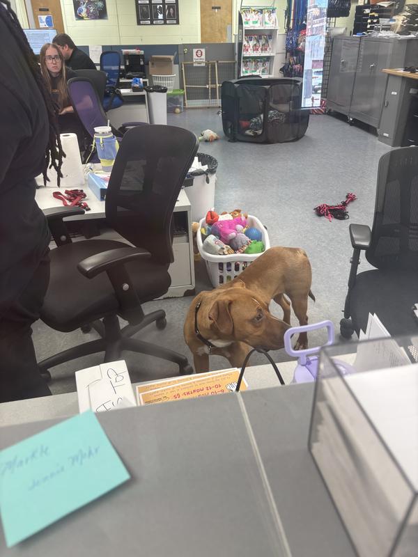 Baz at the shelter the day we started fostering him…. Looking underweight and sad…