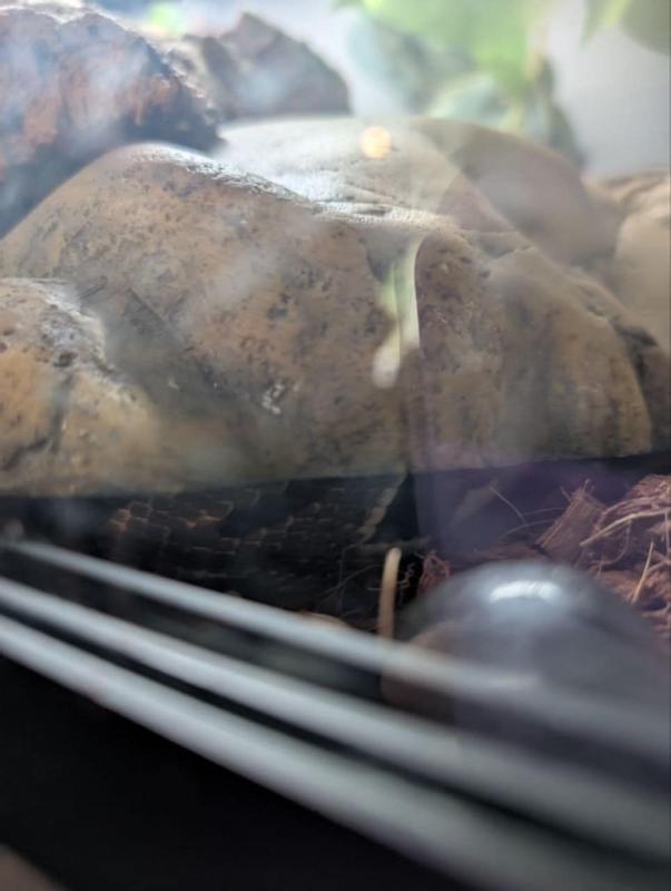 Obsidian is lifting the hide above the substrate and his side is peeking out