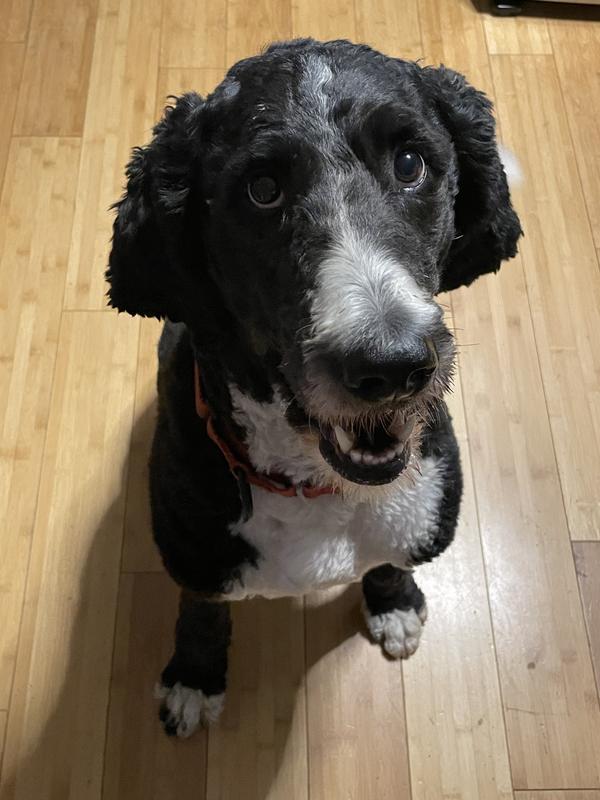 Jaskier the Bernedoodle - Bernedoodles are famous for food allergies!