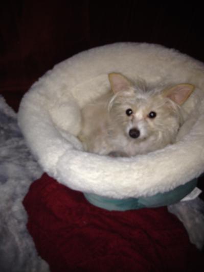 Tiny Leilah loungin around