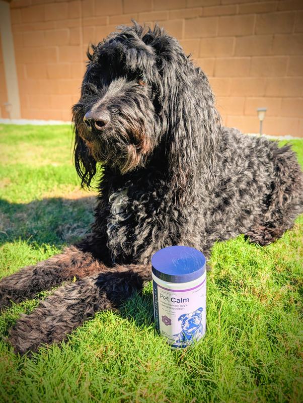 My Aussie-poodle approves!