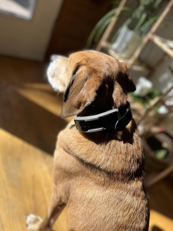My hound modeling the collar
